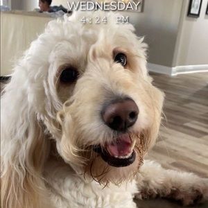 Meet your Posher, Josue